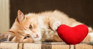 Ginger fluffy cat is playful touching soft toy heart