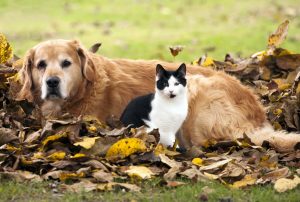 Cat and dog lying in the autumn leaves.