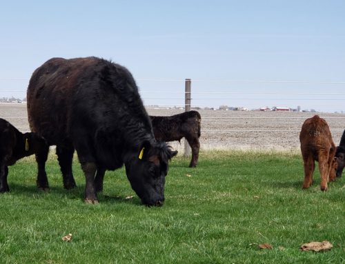 Managing Stress During Weaning