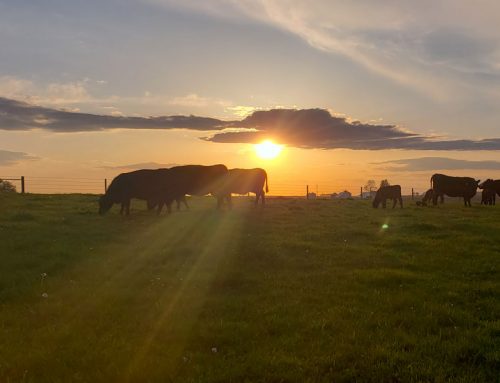 Fall 2019 Newsletter