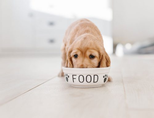 DCM & BEG Diets